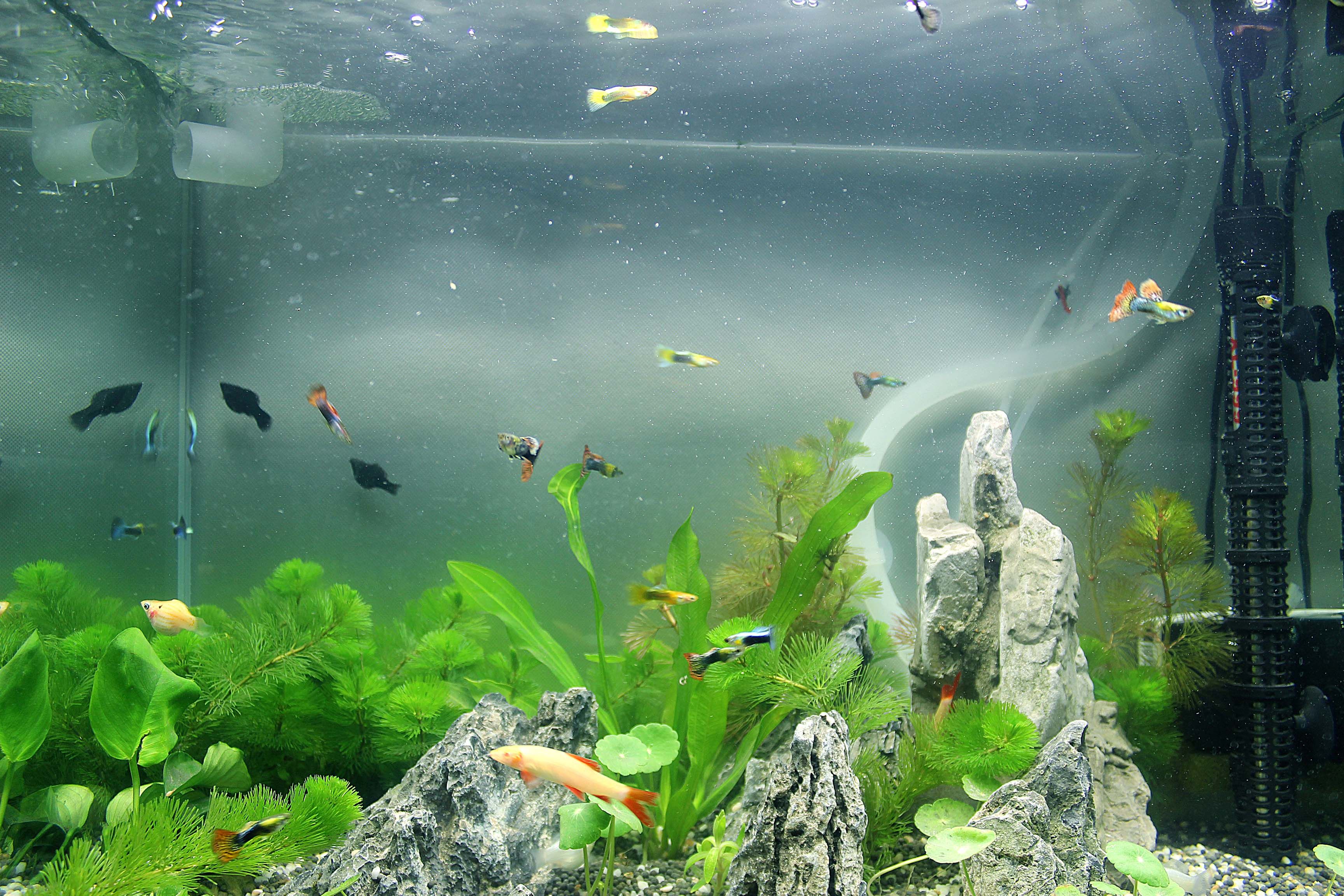 魚缸中出現(xiàn)大量小氣泡是否正常？解析原因與應對方法
