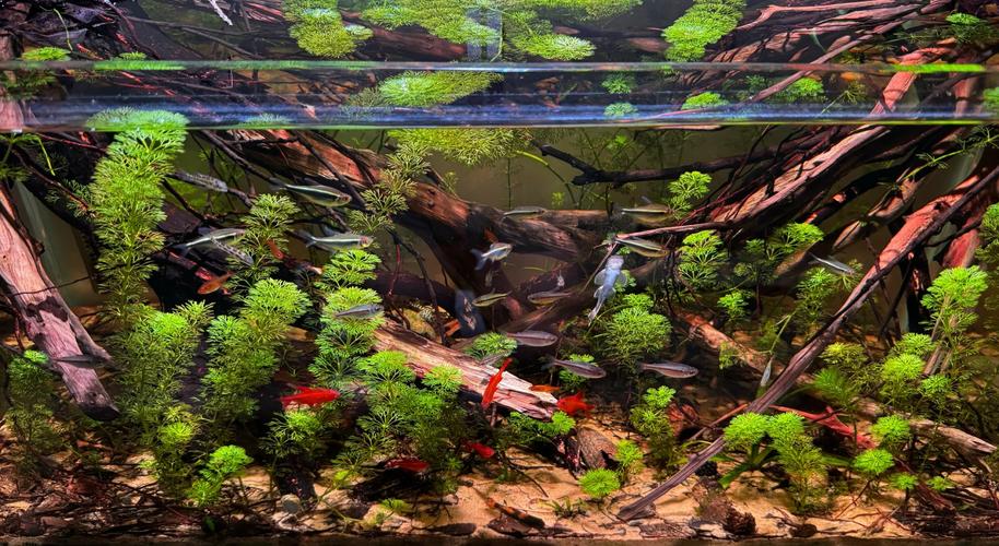 打造清澈南美水族箱 環(huán)境設置與維護指南