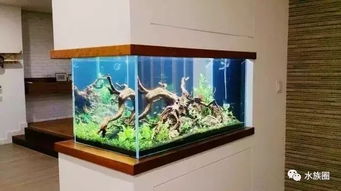 您說(shuō)魚(yú)缸水族箱占地，我們笑了 方寸之間，自有天地